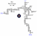 Avatars iceways.gif